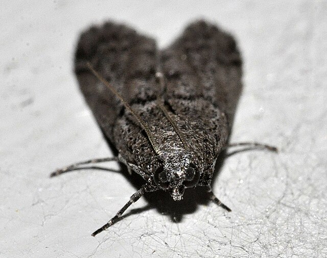 Mill Moth